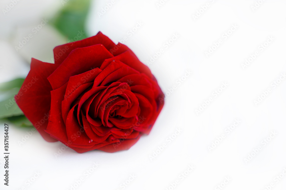 red rose isolated on white. space for text red rose isolated on white. space for text