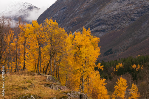 bright yellow birch trees in stunning Norwegian mountain landscape in fall 