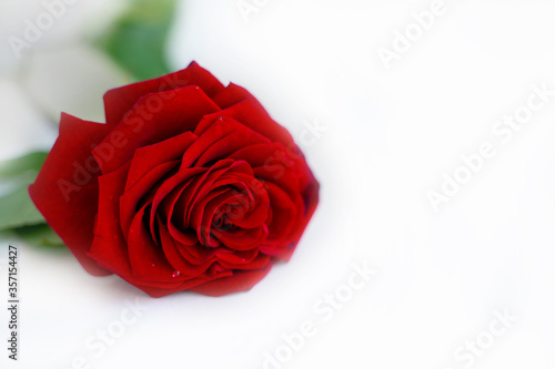 Fototapeta Naklejka Na Ścianę i Meble -  red rose isolated on white. space for text