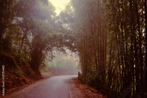 foggy forest road