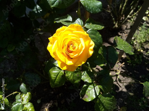 yellow rose on green background