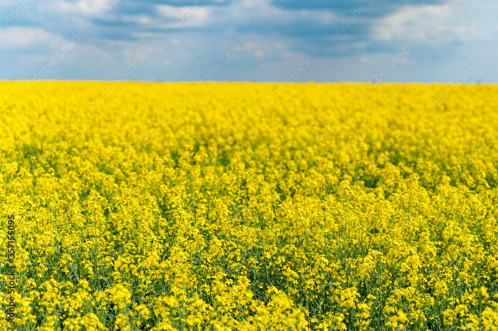 Field of bright yellow rapeseed in spring Field of bright yellow rapeseed in spring