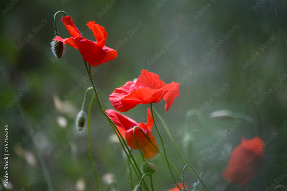 Obraz premium red poppies in the field