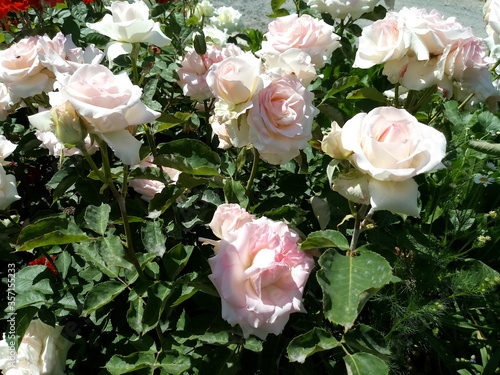 Fototapeta Naklejka Na Ścianę i Meble -  pink roses in a garden