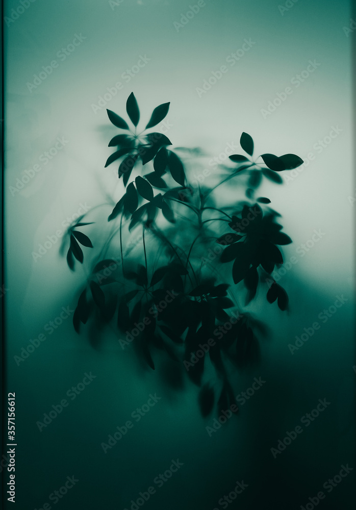 Leaves behind a frosted glass screen, blurred plant behind the frosted