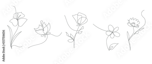 single line art vector flower illustration, outline set of blooming flowers photo