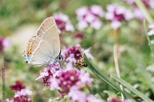 Wallpaper Mural Joli papillon coloré posé sur une fleur dans un champs Torontodigital.ca