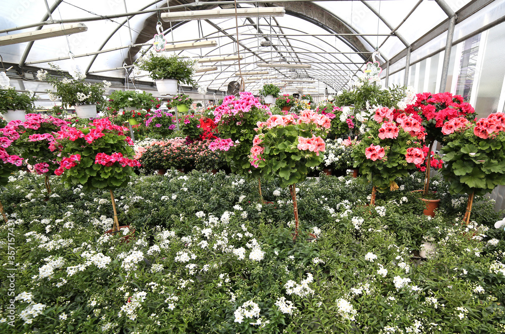 Interior of the greenhouse of a florist with many pots of flower