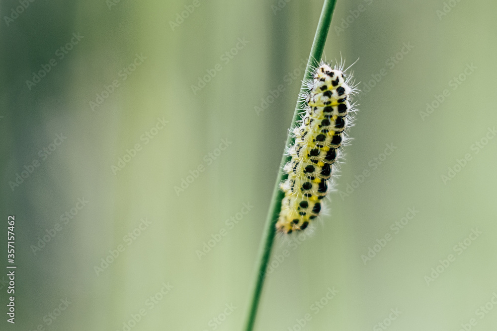 Chenille jaune et noir en train de ramper sur une herbe Chenille jaune et noir en train de ramper sur une herbe