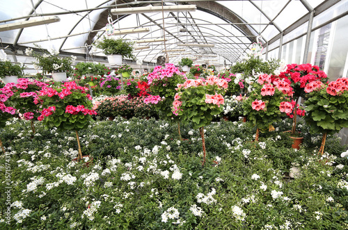 Interior of the greenhouse of a florist with many pots of flower