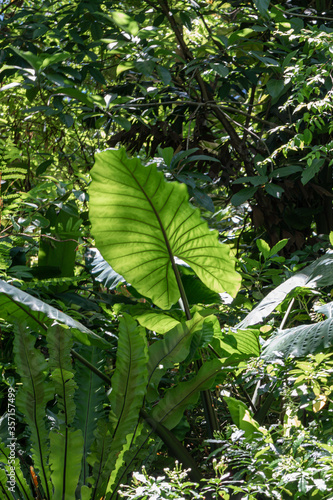 Green Leaf of Elephant Ear Plant in nature background.