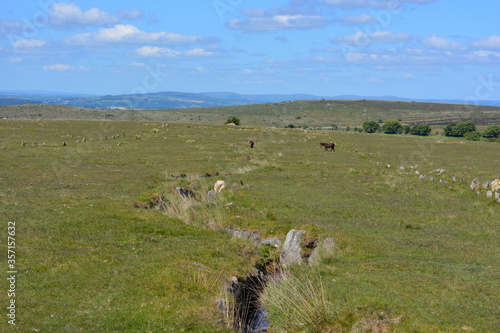 Longash Leat and ancient stone rows with Dartmoor ponies grazing, Dartmoor National Park, Devon, England photo