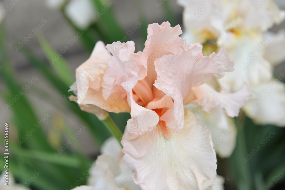 meadow iris flower, different colors bloomed in the spring, it is tender and beautiful meadow iris flower, different colors bloomed in the spring, it is tender and beautiful
