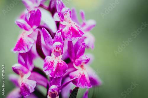Orchis    larges feuilles - Orchid  e sauvage des montagnes