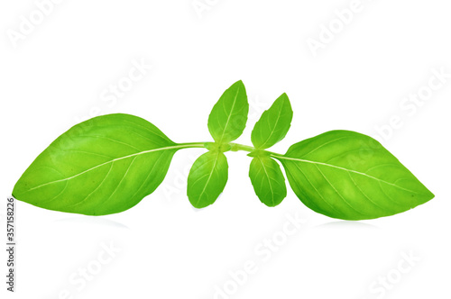 Fresh basil leaf isolated on white background.