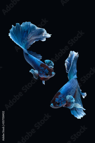 Two dancing of betta siamese fighting fish (Halfmoon Rosetail in white blue color) isolated on black background