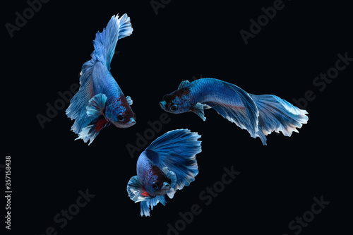 Photo collage of betta siamese fighting fish (Halfmoon Rosetail in white blue color) isolated on black background