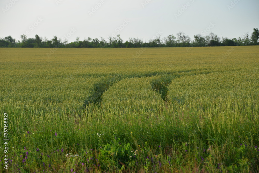 furrows from combine wheels in a field of green wheat on a summer day furrows from combine wheels in a field of green wheat on a summer day