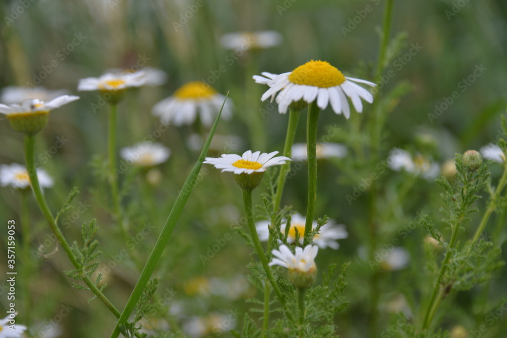 garden and field flower white camomile bloomed in the summer in the field garden and field flower white camomile bloomed in the summer in the field