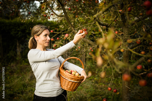 Middle aged woman picking apples in her orchard - soon there will be a lovely smell of apple pie in her kitchen (color toned image) photo