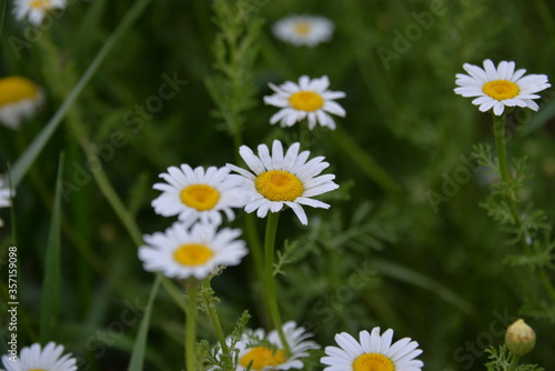 garden and field flower white camomile bloomed in the summer in the field