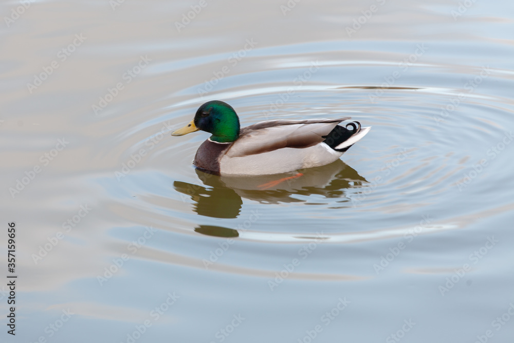 Duck swims on water, evening shooting Duck swims on water, evening shooting
