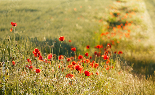 poppies in the field in sunny day  shallow depth of field  photo dedicated for wallpaper