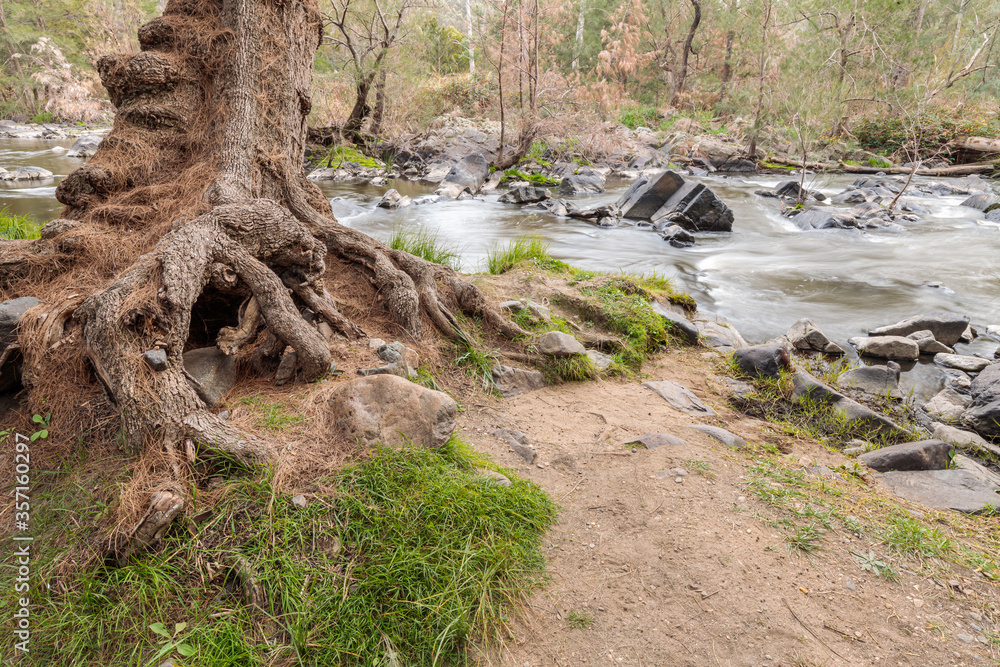 Fototapeta premium Gnarled, twisted conifer beside the Murrumbidgee River
