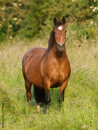 Pretty Pony In Paddock © Nigel Baker