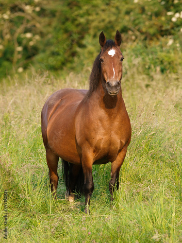 Pretty Pony In Paddock