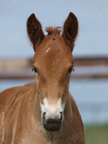 Rare Breed Foal