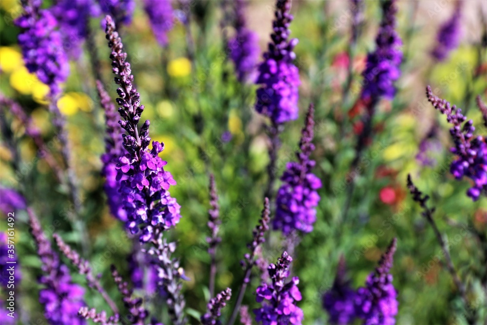 Obraz premium field of lavender