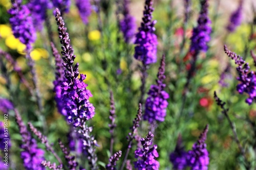 field of lavender © Ulf