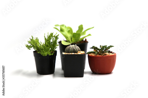 Collection Cactus Isolated in Pot on White Background.