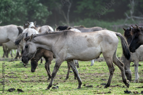 Wildpferde in Dülmen