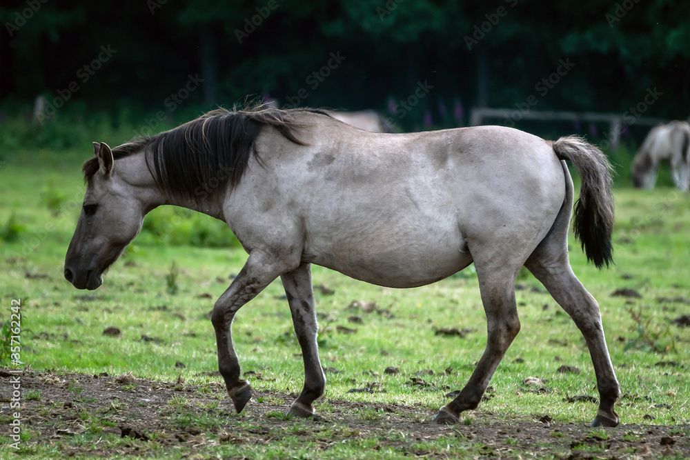 Wildpferde in Dülmen