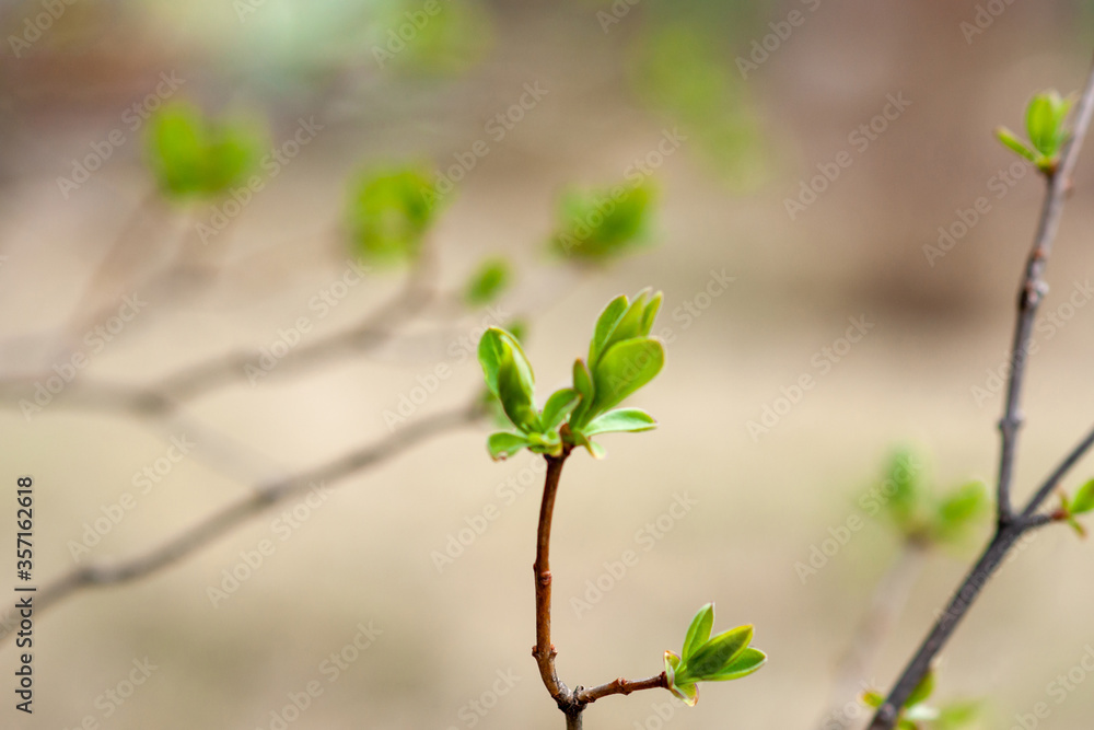 Lilac branch with blooming leaves on a blurred background Lilac branch with blooming leaves on a blurred background