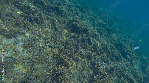 Panoramic scene under water and blue background