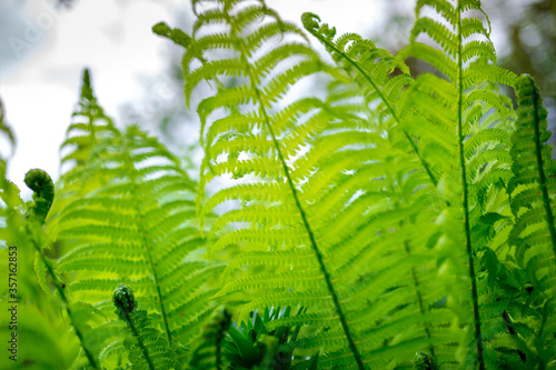 bright green young shoots of ferns in shallow DOF