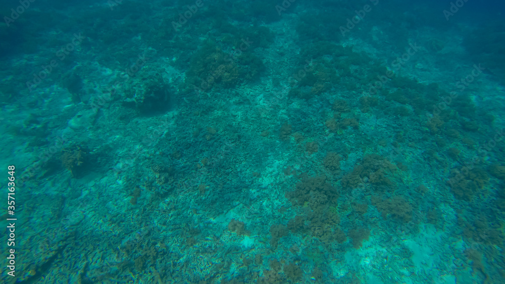 Panoramic scene under water and blue background Panoramic scene under water and blue background