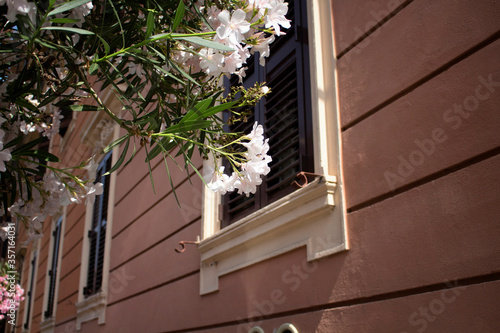 Flowers in front of traditional building in Rome. Wooden shutters are closed