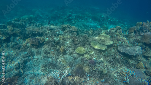 Panoramic scene under water  coral and blue background