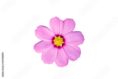 Vivid of Pink Cosmos flower isolated white background.