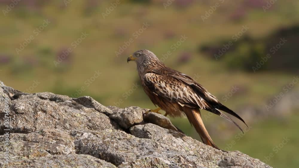 Red kite between stones and purple flowers with the first light of day, Milvus milvus Red kite between stones and purple flowers with the first light of day, Milvus milvus
