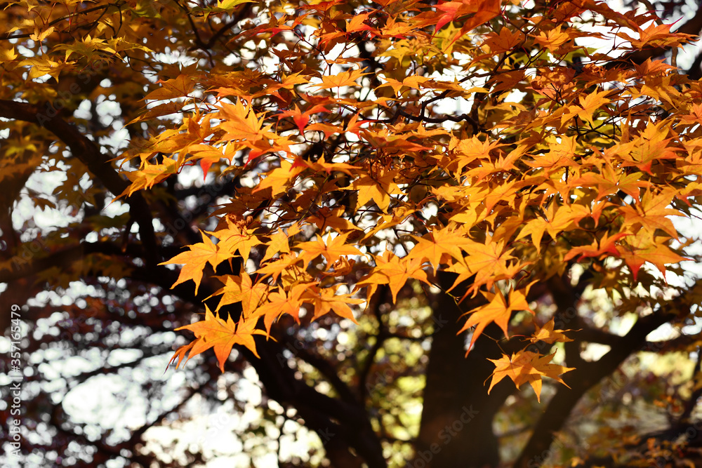 Vivid maples leaves in Autumn. Foliage of trees nature background. Concept for beautiful landscape scenery. Peaceful, serene atmosphere in the garden. Eco tourism travel concept. Vivid maples leaves in Autumn. Foliage of trees nature background. Concept for beautiful landscape scenery. Peaceful, serene atmosphere in the garden. Eco tourism travel concept.