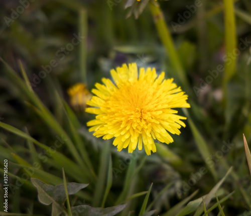 Wiesenblume
