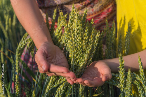 Close-up of woman and shildren hands touching holding crops, young green wheat ears. Ripening ears wheat. Green wheat field with Soft Selective Focus. photo