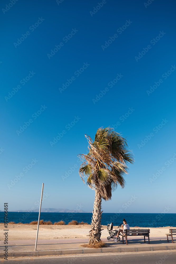 Obraz premium palm tree on the beach and mother with a stroller on a bench by the sea