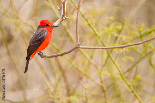 A male scarlet flycatcher (Pyrocephalus rubinus) in Quito, Ecuador