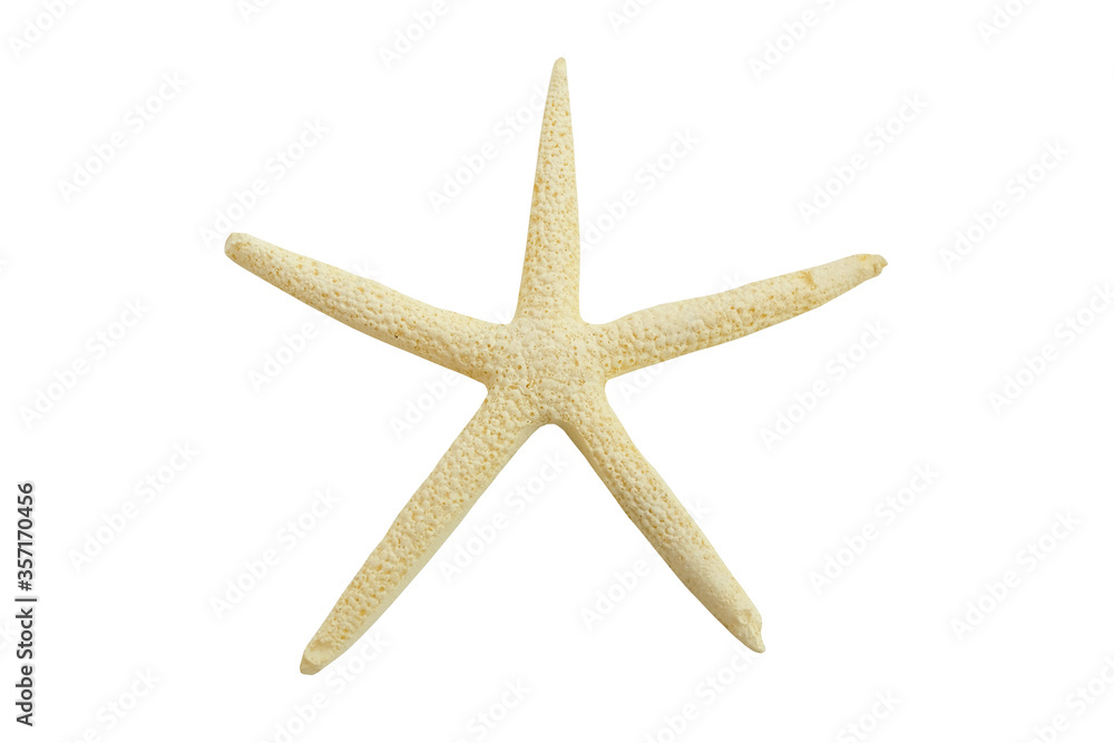 Closeup natural starfish isolated on white background Closeup natural starfish isolated on white background